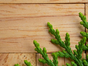 High angle view of chopped vegetables on cutting board