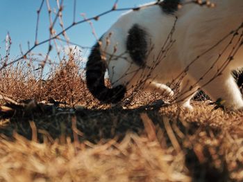 Close-up of an animal against sky