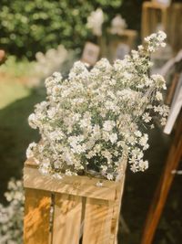 Close-up of flowers growing on tree