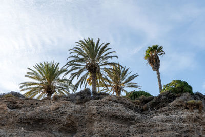 Low angle view of palm trees against sky