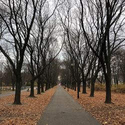 Road amidst bare trees in park during autumn