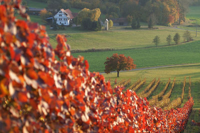 Plants growing on field during autumn