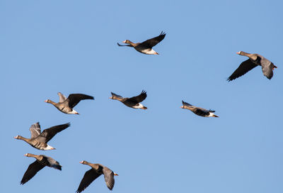 Low angle view of seagulls flying