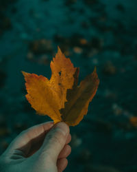 Close-up of hand holding maple leaf during autumn