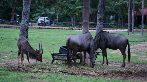 Horses grazing in a field