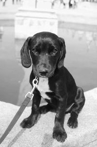 Close-up portrait of dog