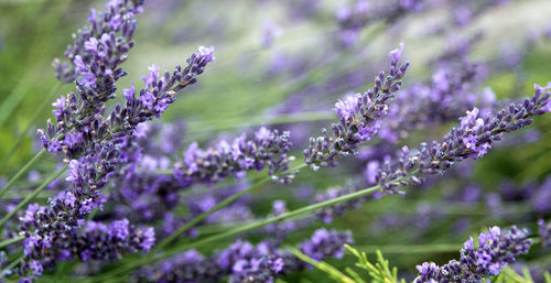 Close-up of lavenders growing on field