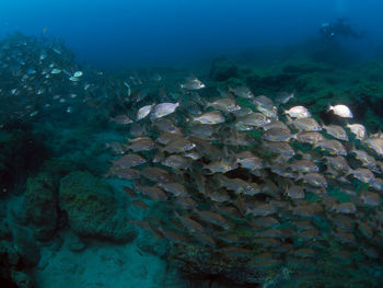 View of fish underwater