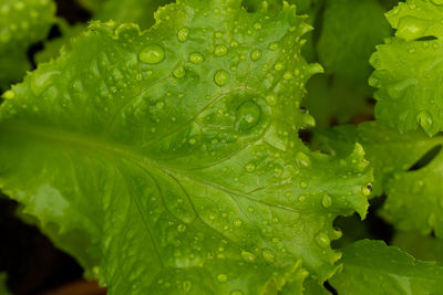 Close-up of raindrops on leaves
