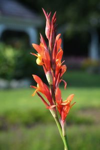 Close-up of orange flower