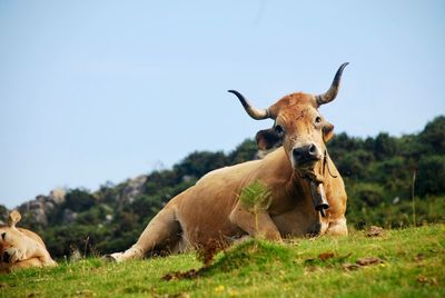 Cows relaxing on grassy field against sky