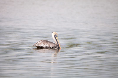 Swimming male brown pelican pelecanus occidentalis at tigertail beach in marco island, florida