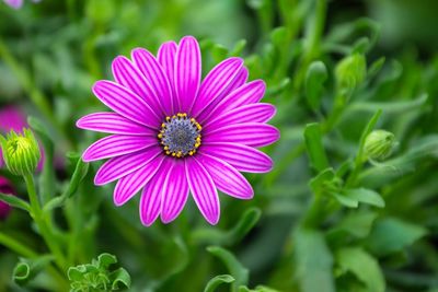 Close-up of purple flower