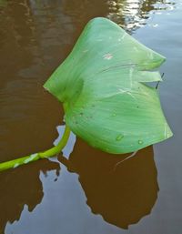 Close-up of lotus water lily in pond