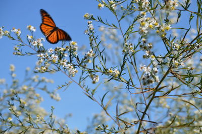 Low angle view of flowers