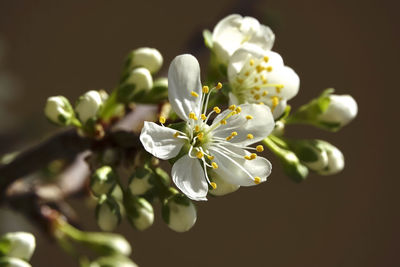 Close-up of white flowering plant