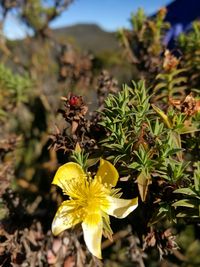 Close-up of yellow flowers