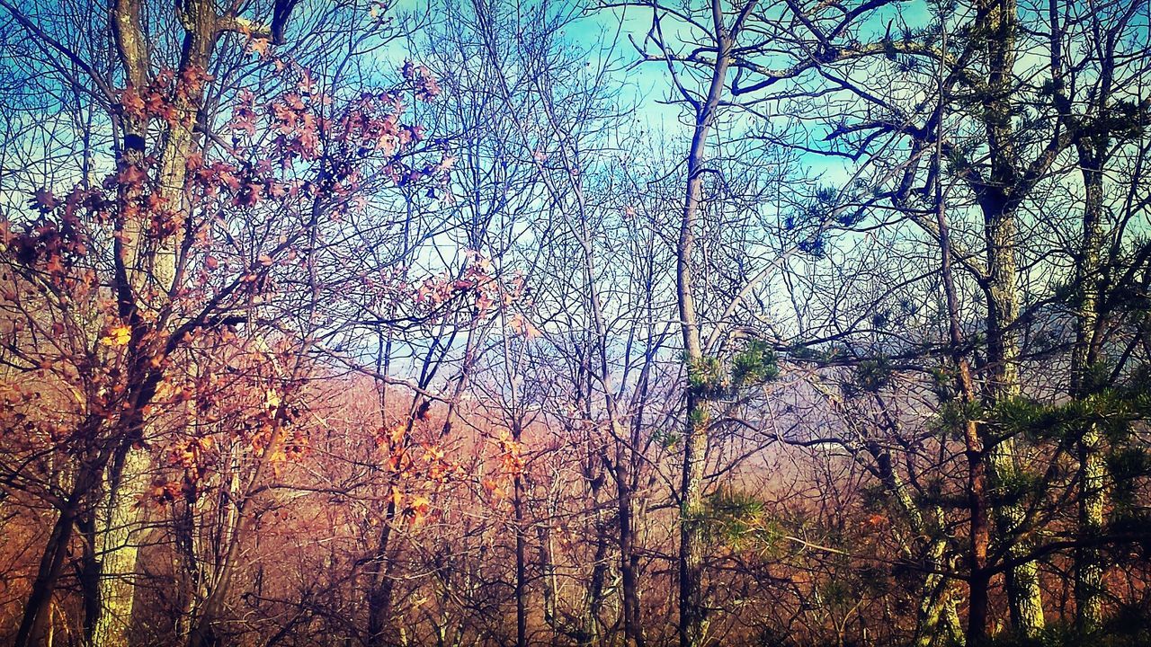 tree, branch, bare tree, growth, nature, low angle view, tranquility, tree trunk, beauty in nature, blue, sky, day, no people, outdoors, tranquil scene, plant, scenics, forest, built structure, backgrounds