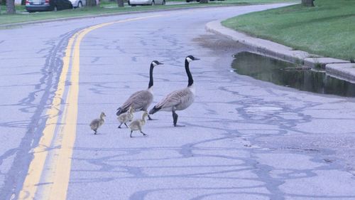 Ducks walking on road