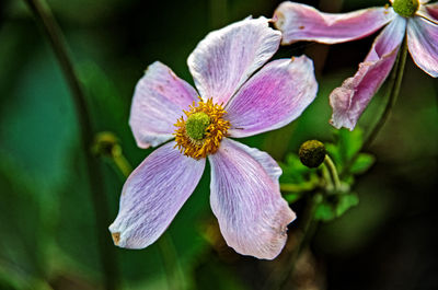 Close-up of purple flowering plant