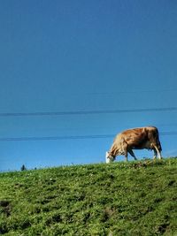 Horse grazing on field against clear blue sky