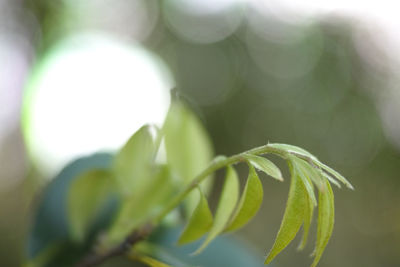 Close-up of fresh green plant