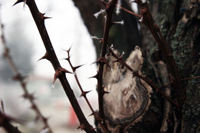 Close-up of lizard on branch