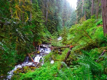 River flowing through rocks