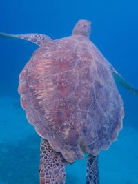 turtle