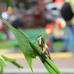 Close-up of butterfly on leaf