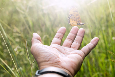 Butterfly on man's hand with green grass background