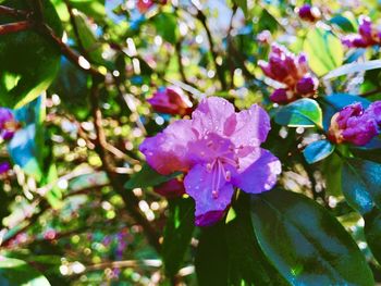 Close-up of pink flowering plant