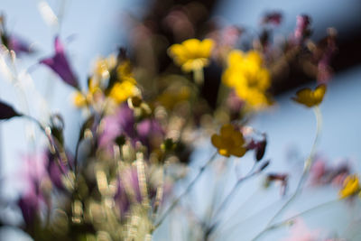 Close-up of flowers