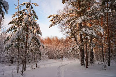 Pine trees covered with snow on frosty evening. beautiful winter panorama