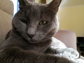 Close-up portrait of cat sitting