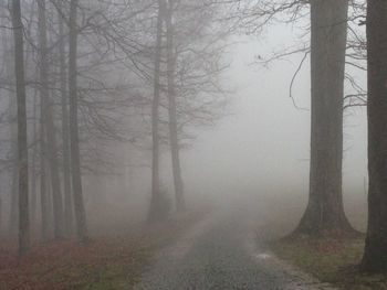 Road passing through forest