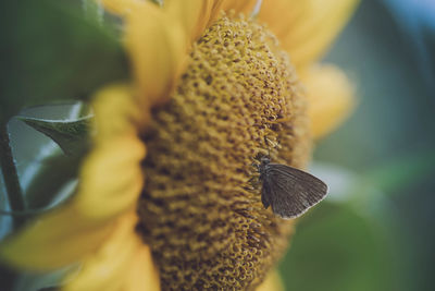 Close-up of butterfly on sunflower