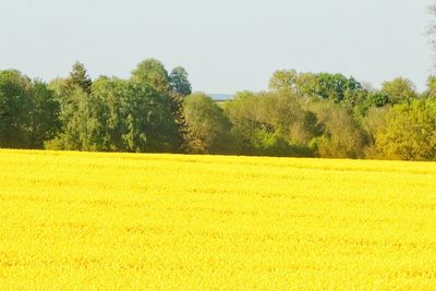 Scenic view of field against clear sky