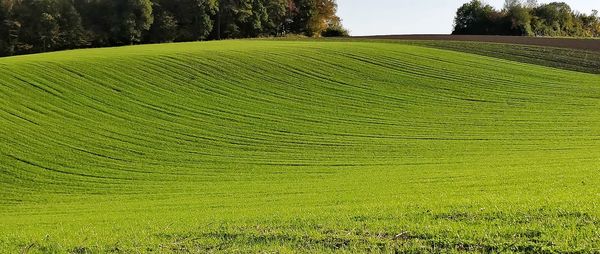 Scenic view of agricultural field