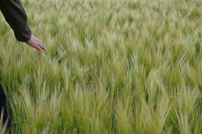 Person in wheat field