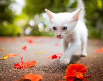 Close-up of cat