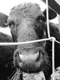 Close-up of cow in pen