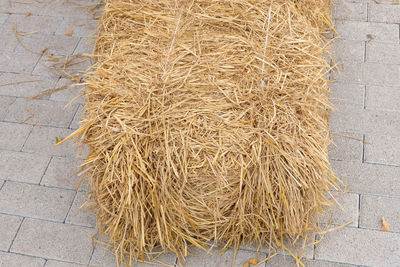 High angle view of dry plants on footpath