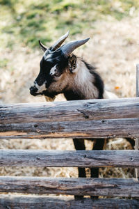 Close-up of a goat