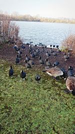 View of birds on lakeshore