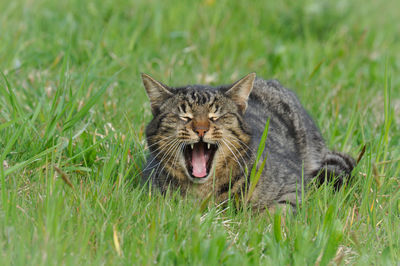 Cat lying in the meadow