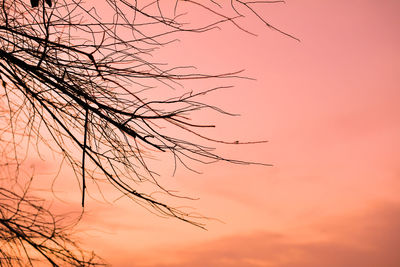 Low angle view of tree against sky