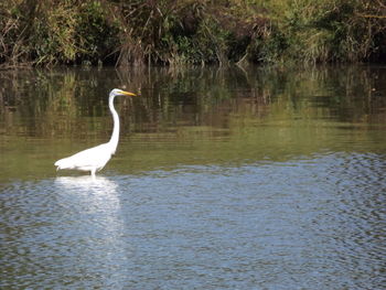 Bird flying over calm lake