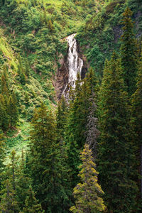 Balea waterfall behind fir trees