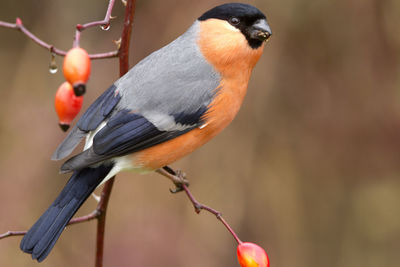 Close-up of bird perching on branch